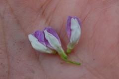 Vicia biennis