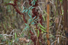 Vicia biennis