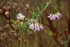 Vicia biennis
