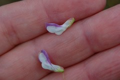 Vicia biennis