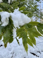 Quercus myrsinifolia