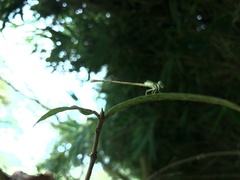 Ceriagrion coromandelianum