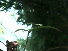 Ceriagrion coromandelianum