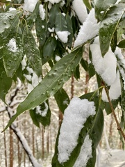 Quercus salicina