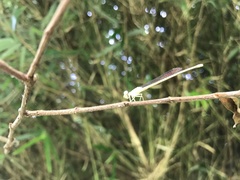 Ceriagrion coromandelianum