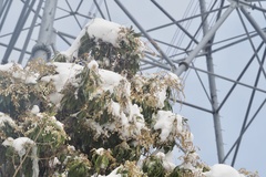 Pieris japonica japonica