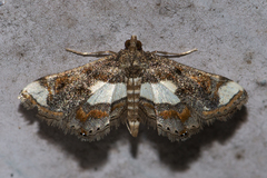 Agassiziella picalis