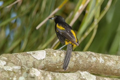 Icterus melanopsis