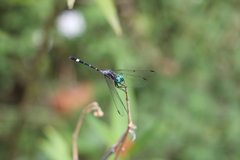 Micrathyria hypodidyma