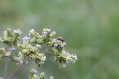 Augochloropsis tupacamaru