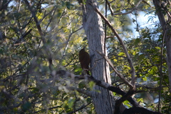 Dendrocolaptes picumnus