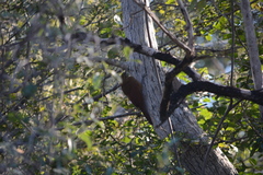 Dendrocolaptes picumnus