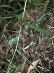 Brachythemis contaminata