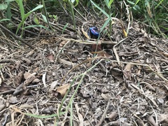 Brachythemis contaminata