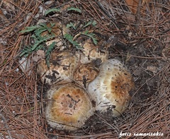 Agaricus bernardiiformis