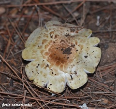 Agaricus bernardiiformis