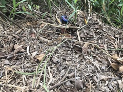 Brachythemis contaminata