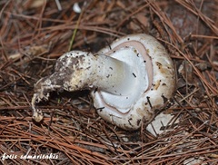 Agaricus bernardiiformis