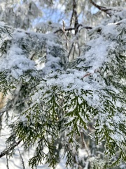 Chamaecyparis obtusa