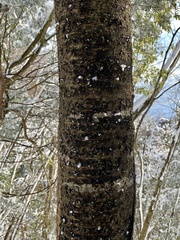 Prunus jamasakura
