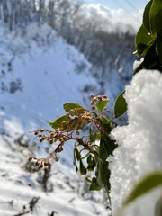 Pieris japonica japonica