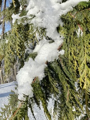 Chamaecyparis obtusa