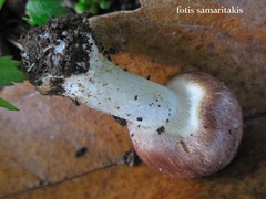 Agaricus brunneolus