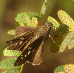Pelopidas conjuncta