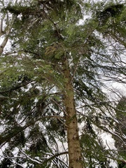 Torreya nucifera