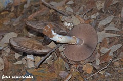 Agaricus iodosmus