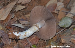 Agaricus iodosmus