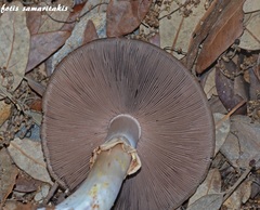 Agaricus iodosmus