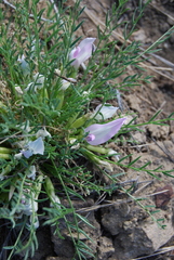 Oxytropis squammulosa