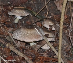 Agaricus phaeolepidotus