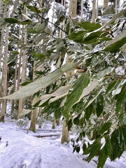 Neolitsea sericea