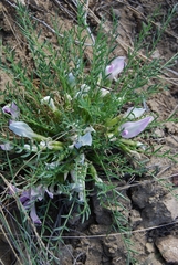 Oxytropis squammulosa