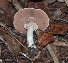 Agaricus phaeolepidotus