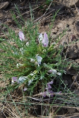 Oxytropis squammulosa
