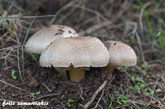 Agaricus iodosmus