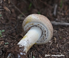Agaricus iodosmus