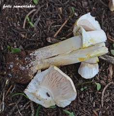 Agaricus iodosmus