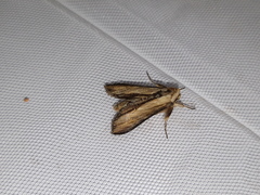 Cucullia scrophulariae