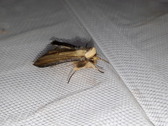 Cucullia scrophulariae