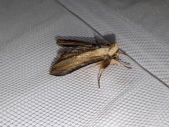 Cucullia scrophulariae