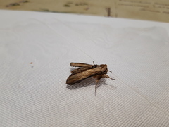 Cucullia scrophulariae