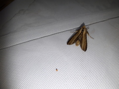 Cucullia scrophulariae