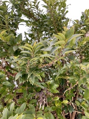 Pieris japonica japonica