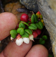 Gaultheria nummularioides