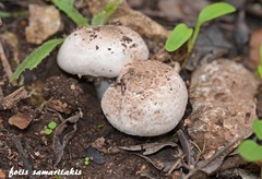 Agaricus pseudopratensis