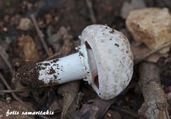 Agaricus pseudopratensis